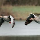 Gänsepaar Jochimsee bei Heppenheim 1 2021