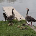 Gänsepaar mit Küken am Ufer des Kiessees in Göttingen