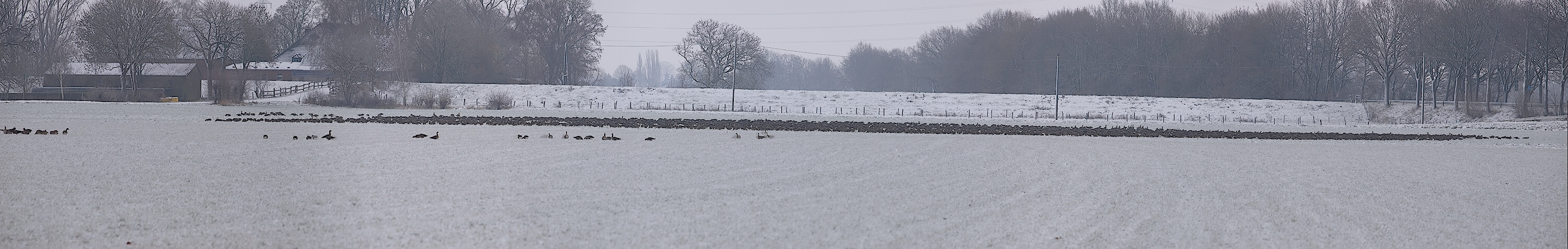 Gänsepanorama