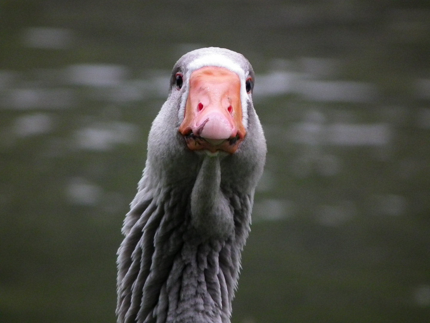 Gänsepapa