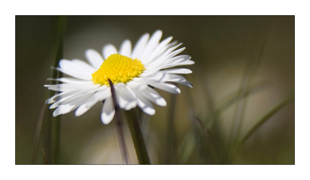 Gänseplümchen