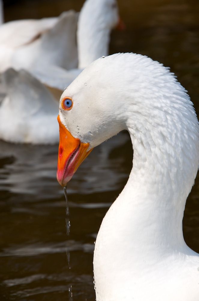 Gänseporträt