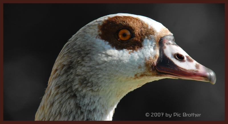 Gänseportrait