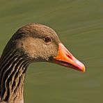 Gänseportrait