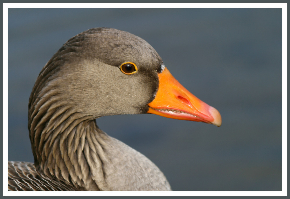 Gänseportrait