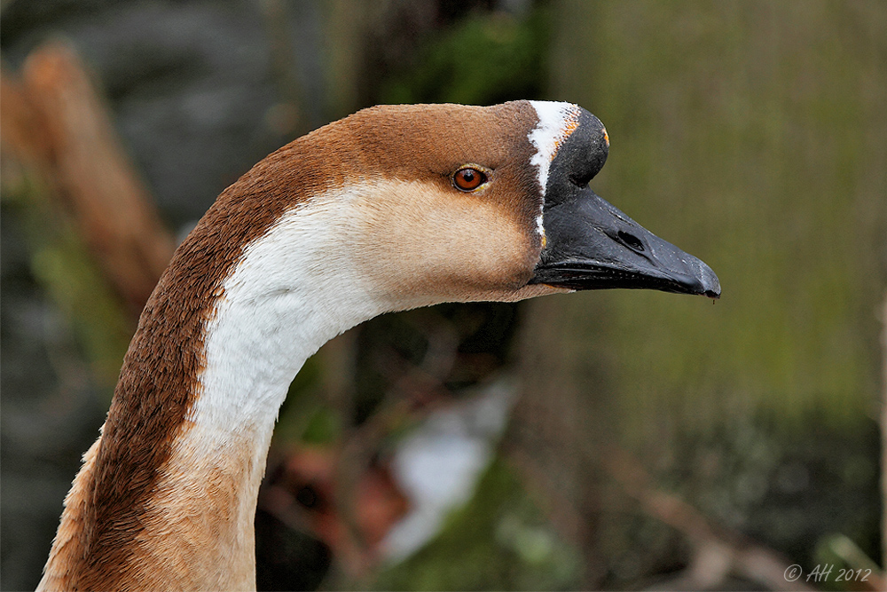 Gänseportrait