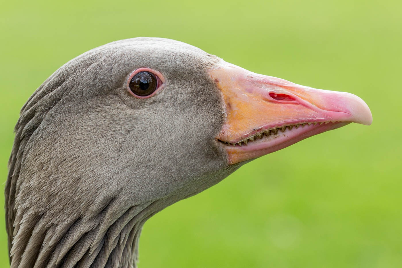 Gänseportrait 