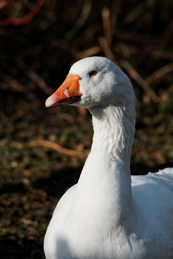 Gänseportrait