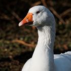 Gänseportrait