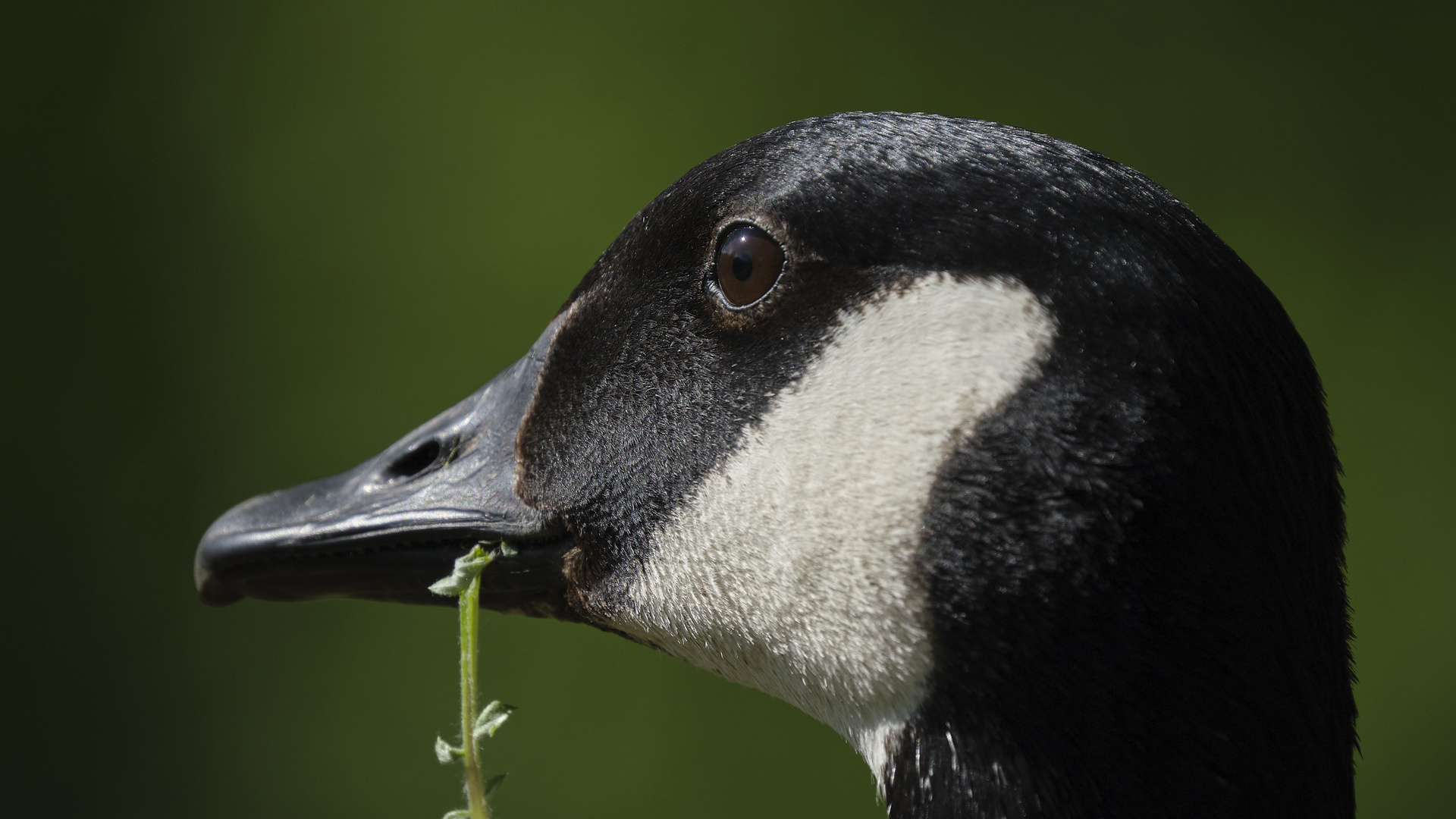 Gänseportrait