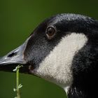 Gänseportrait