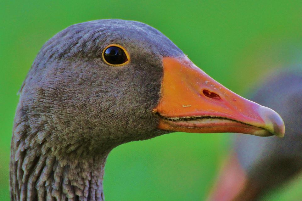 Gänsepracht.