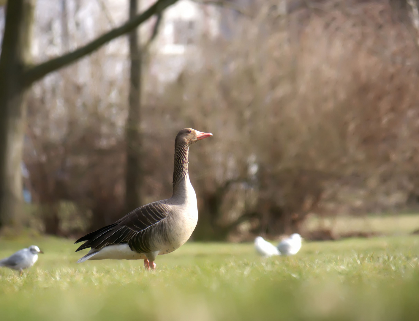 Gänserich Martin