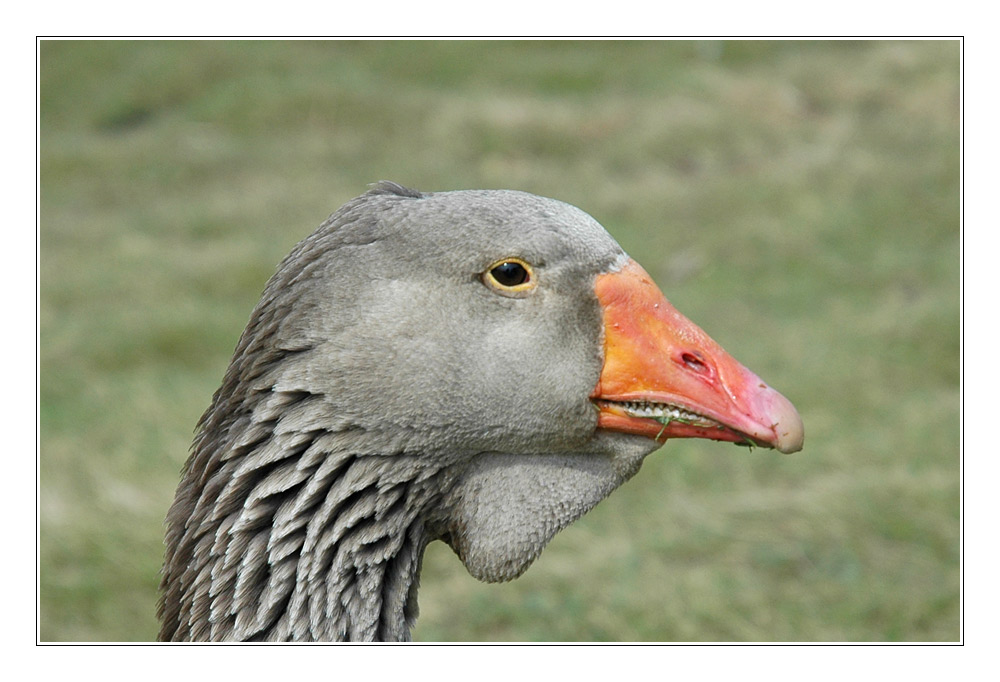 Gänserich zum Zweiten