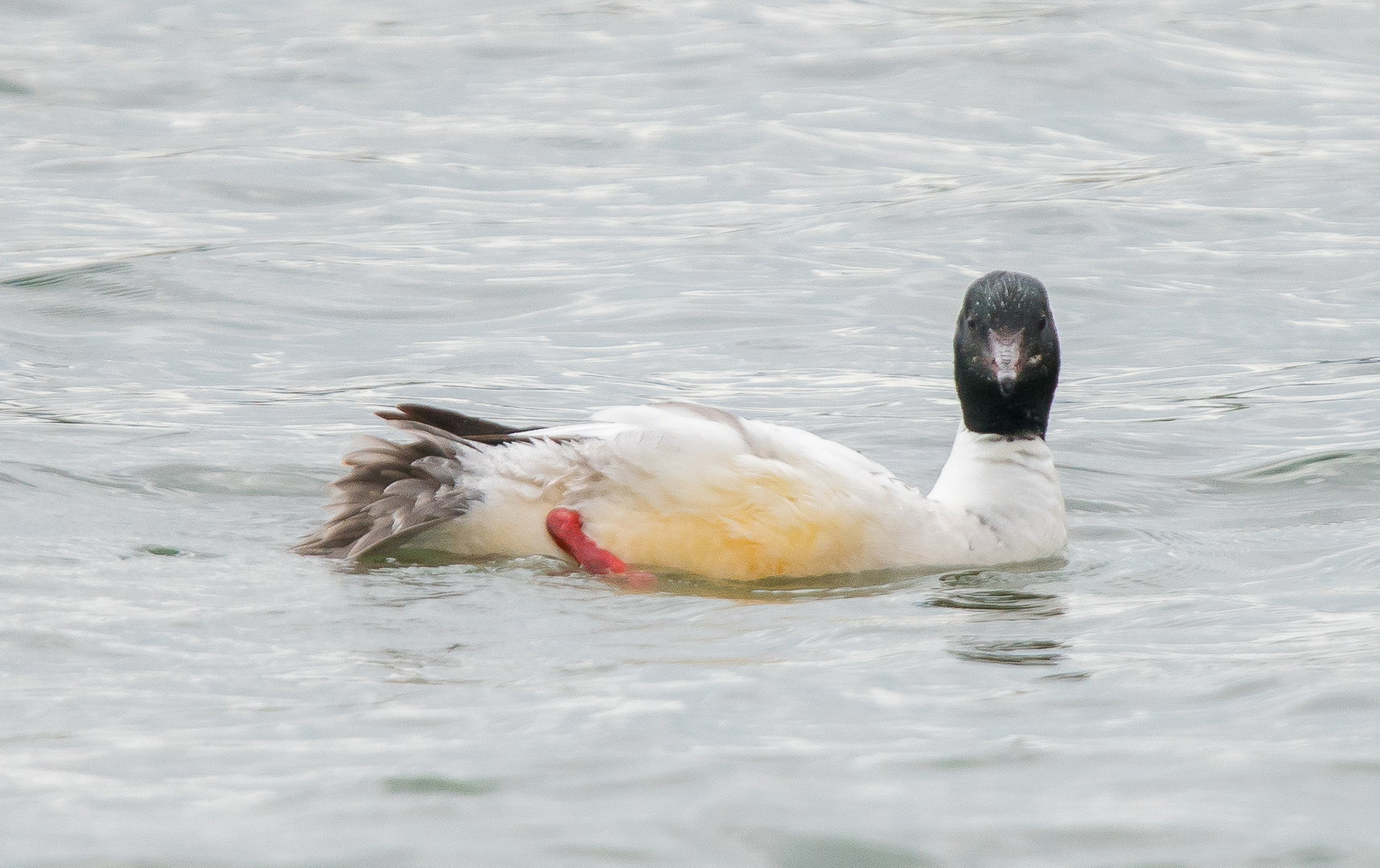 Gänsesägen_02