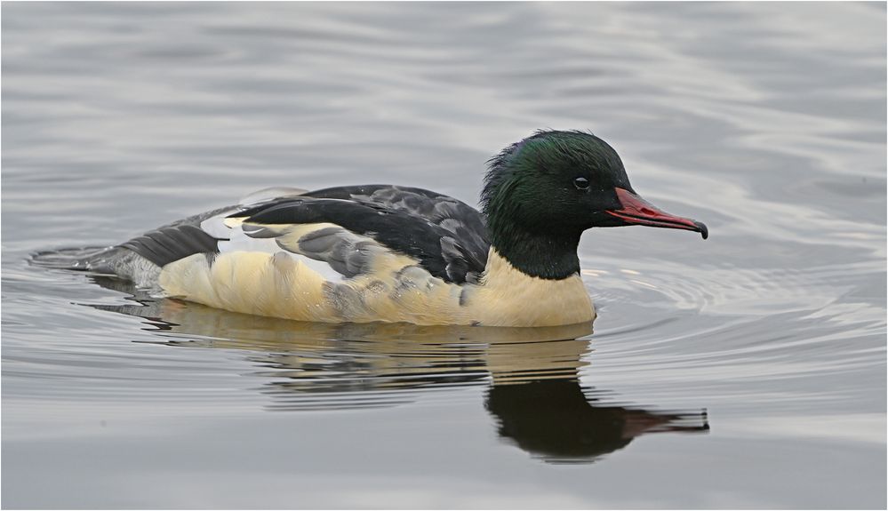 Gänsesäger