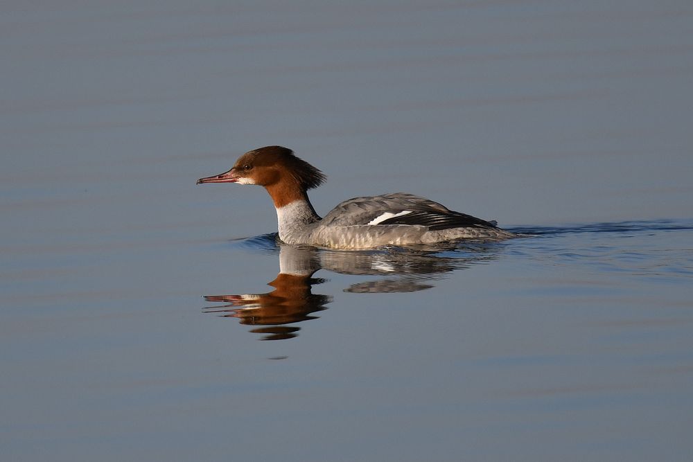 Gänsesäger