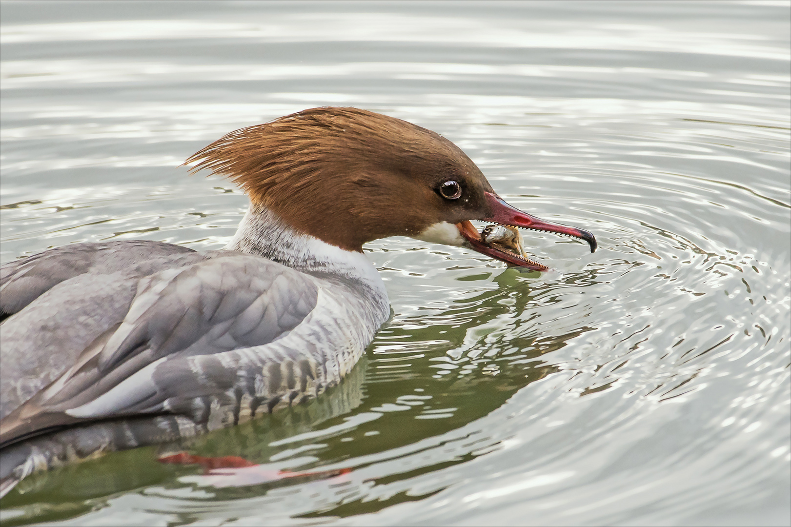 Gänsesäger