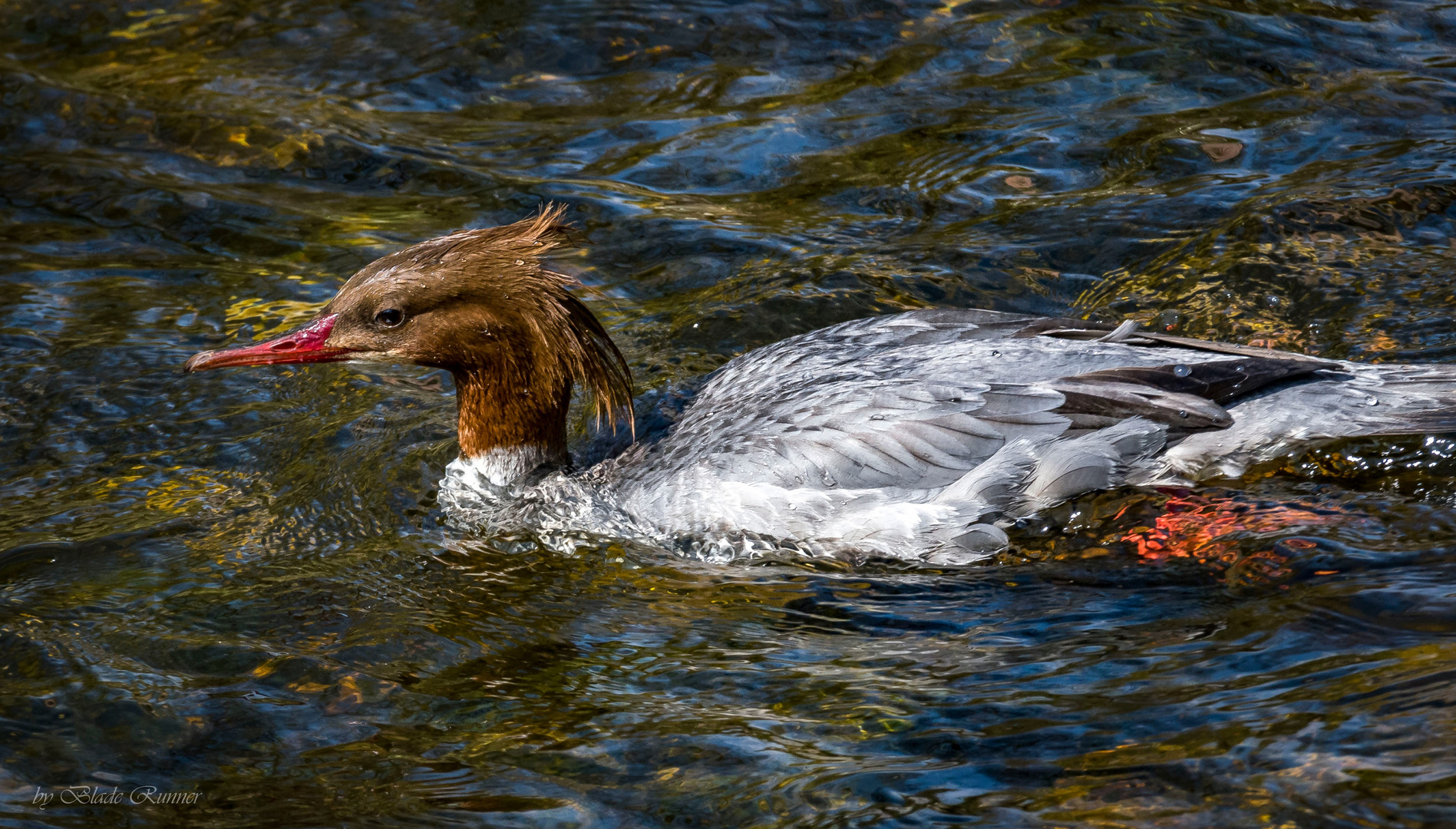 Gänsesäger