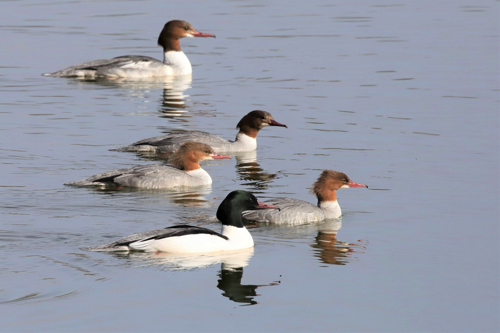 Gänsesäger