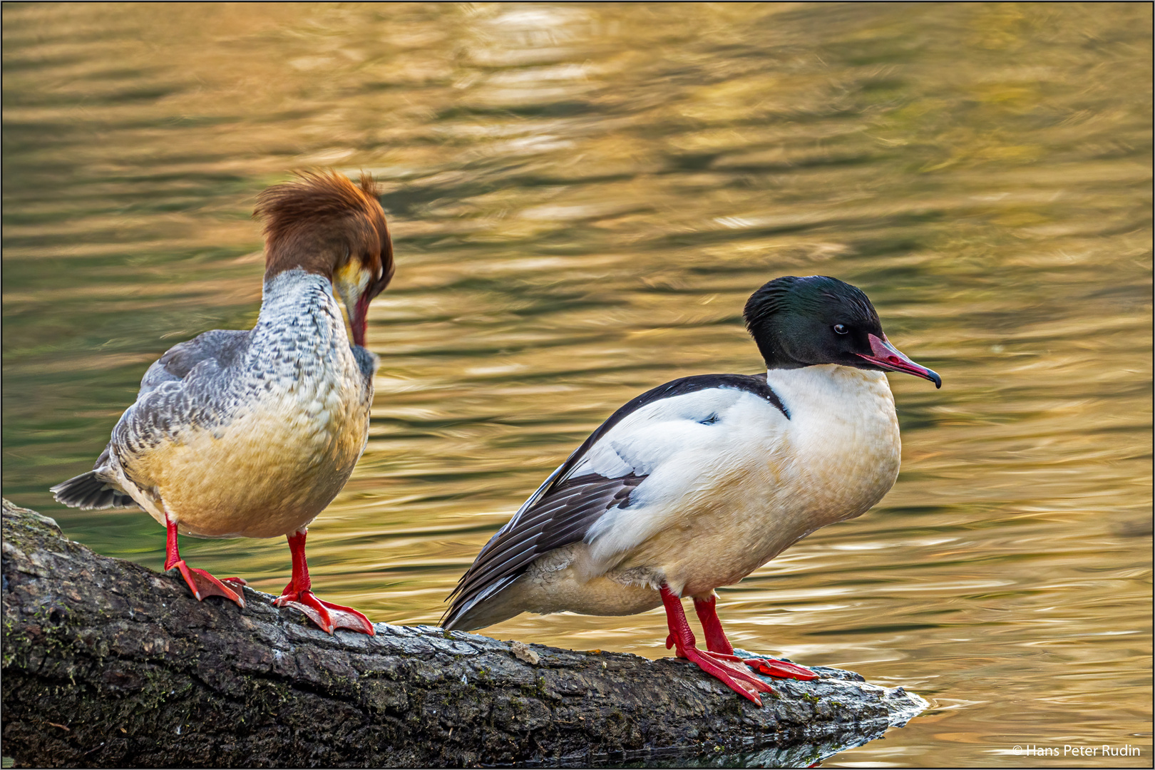 Gänsesäger