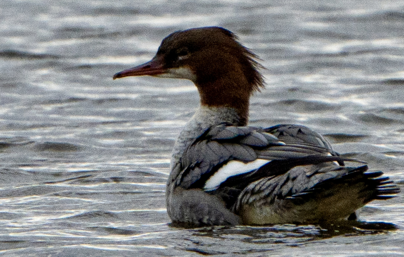 Gänsesäger 2