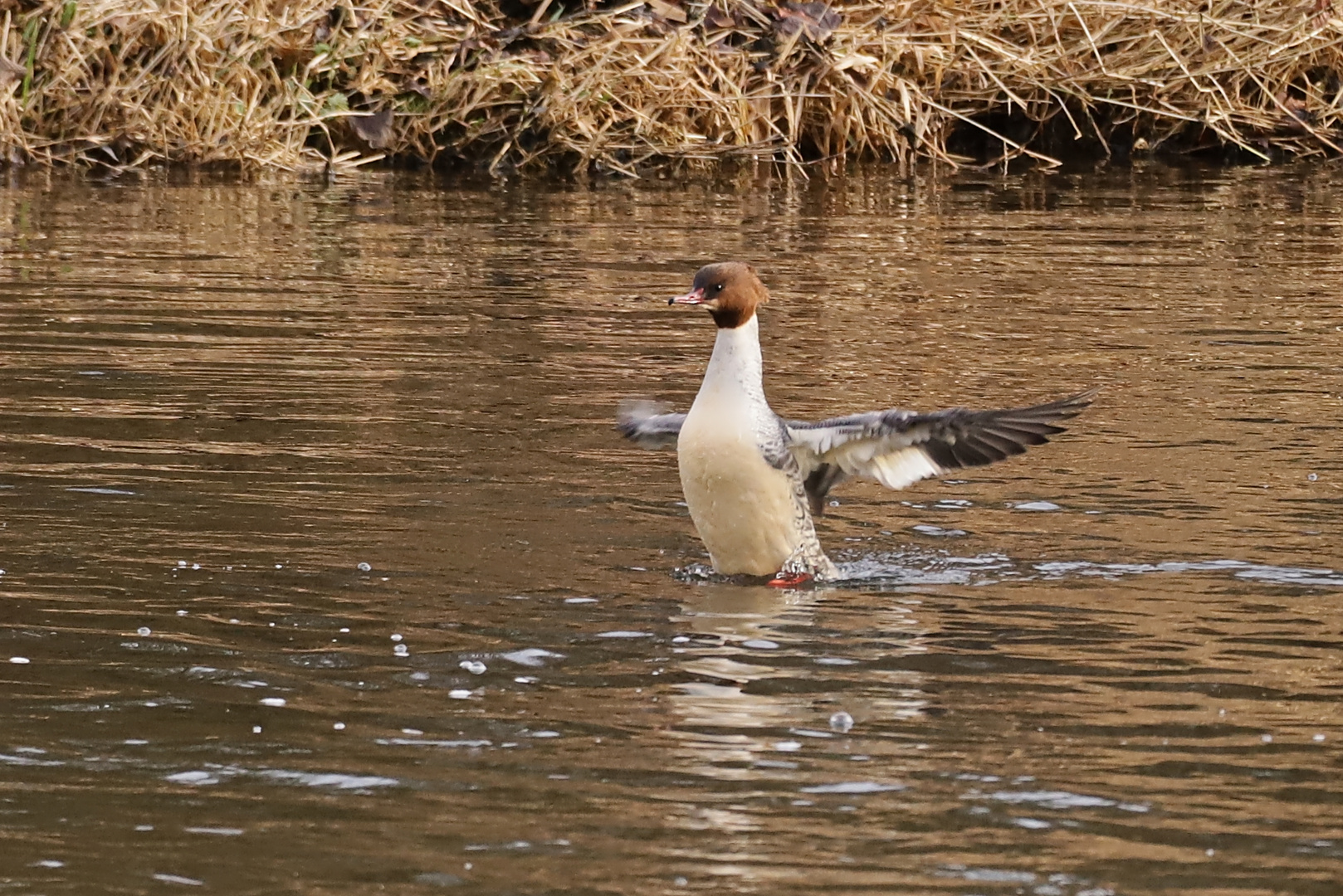 Gänsesäger (2018_12_18_EOS 6D Mark II_9560_ji)