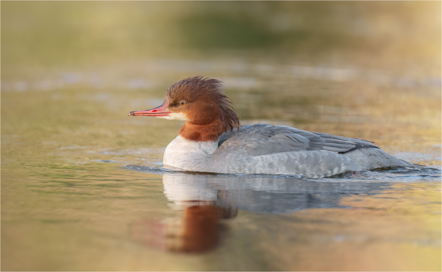 Gänsesäger