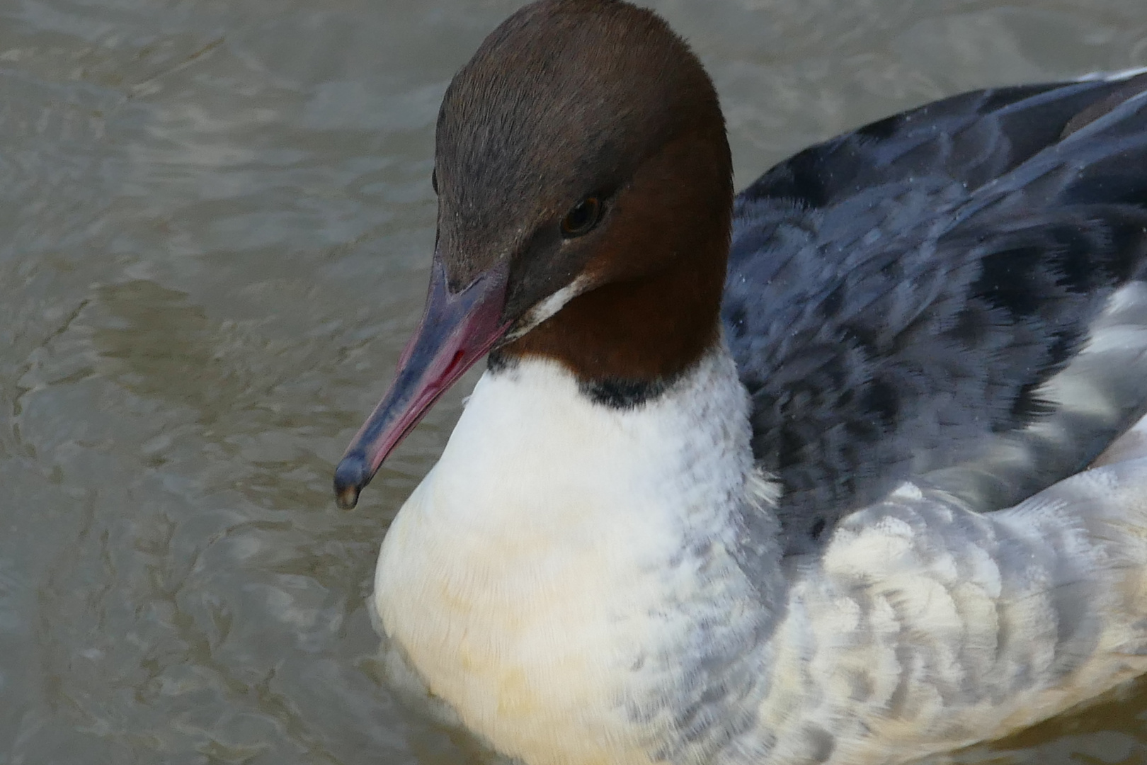 Gänsesäger