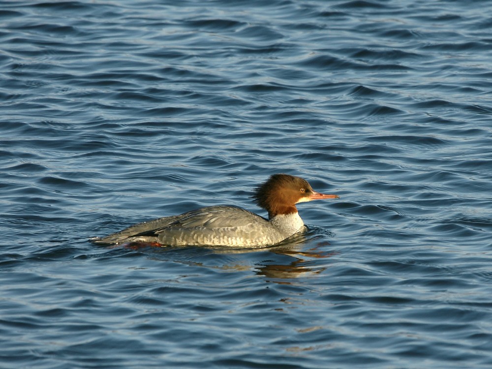 Gänsesäger