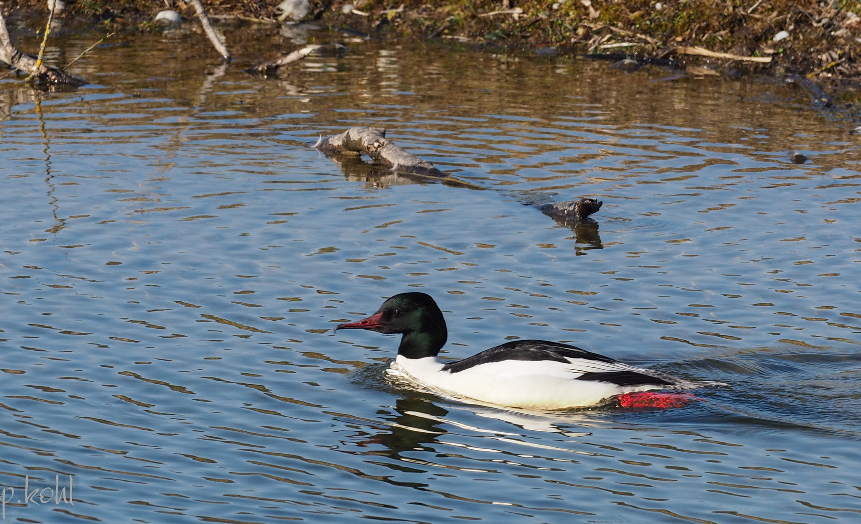 Gänsesäger 3