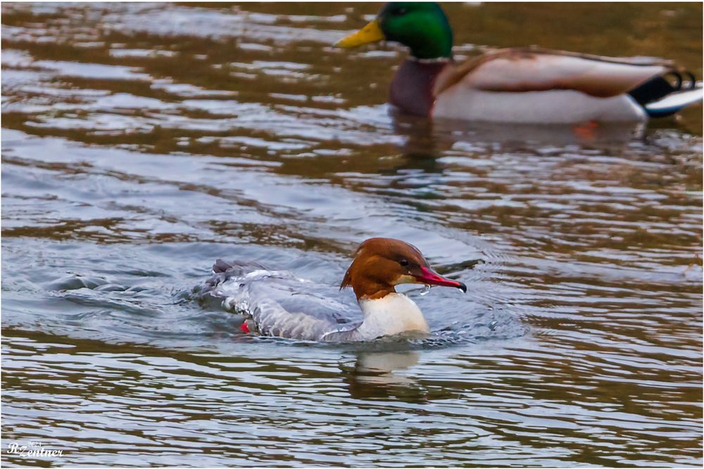 Gänsesäger