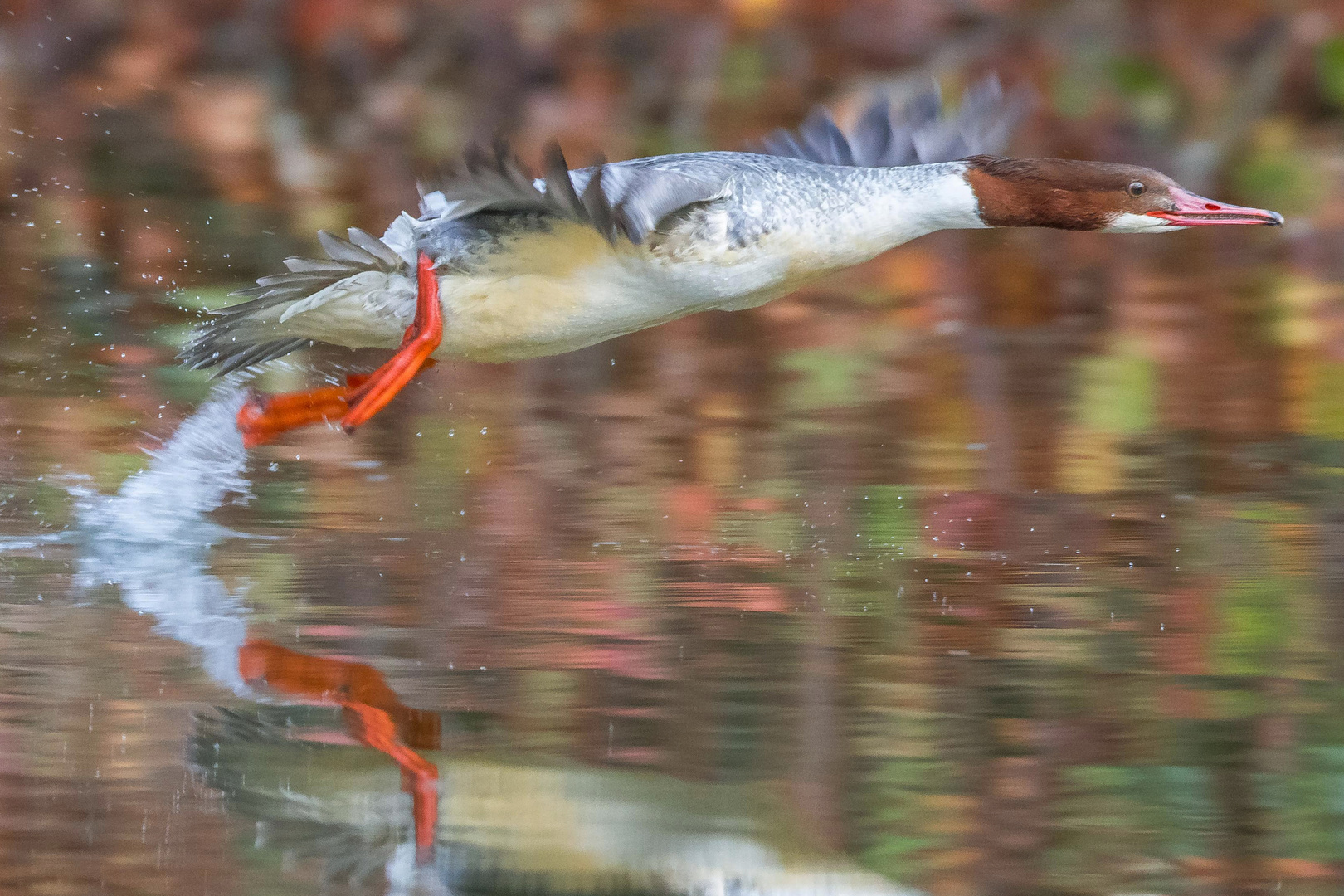 Gänsesäger