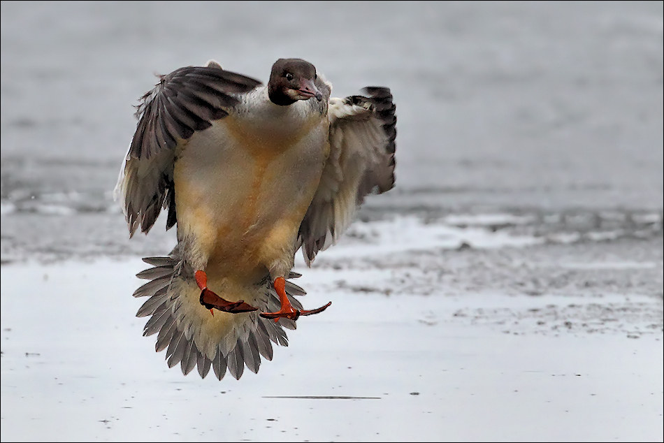 Gänsesäger