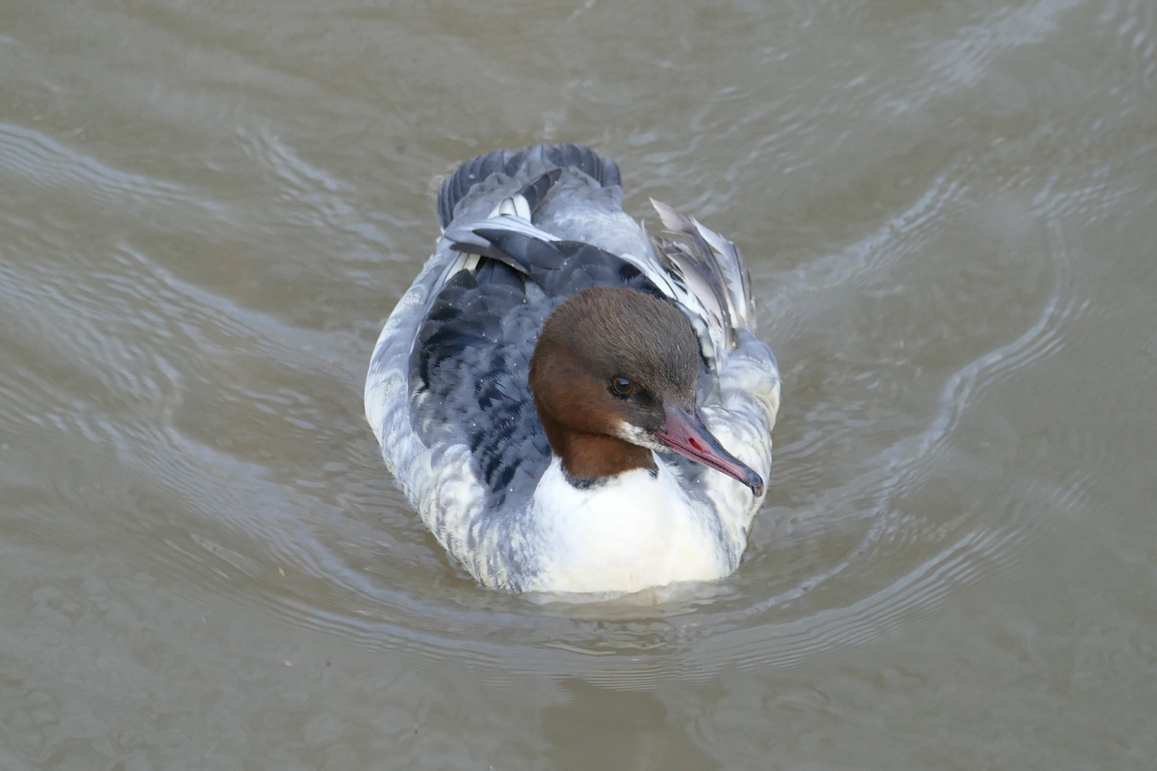 Gänsesäger