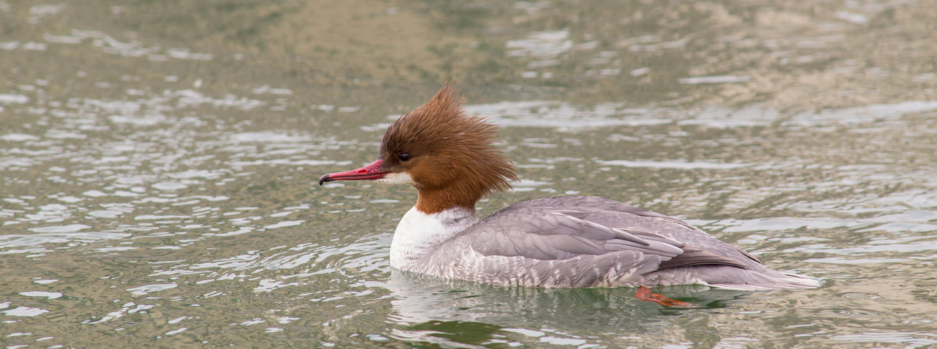 Gänsesäger