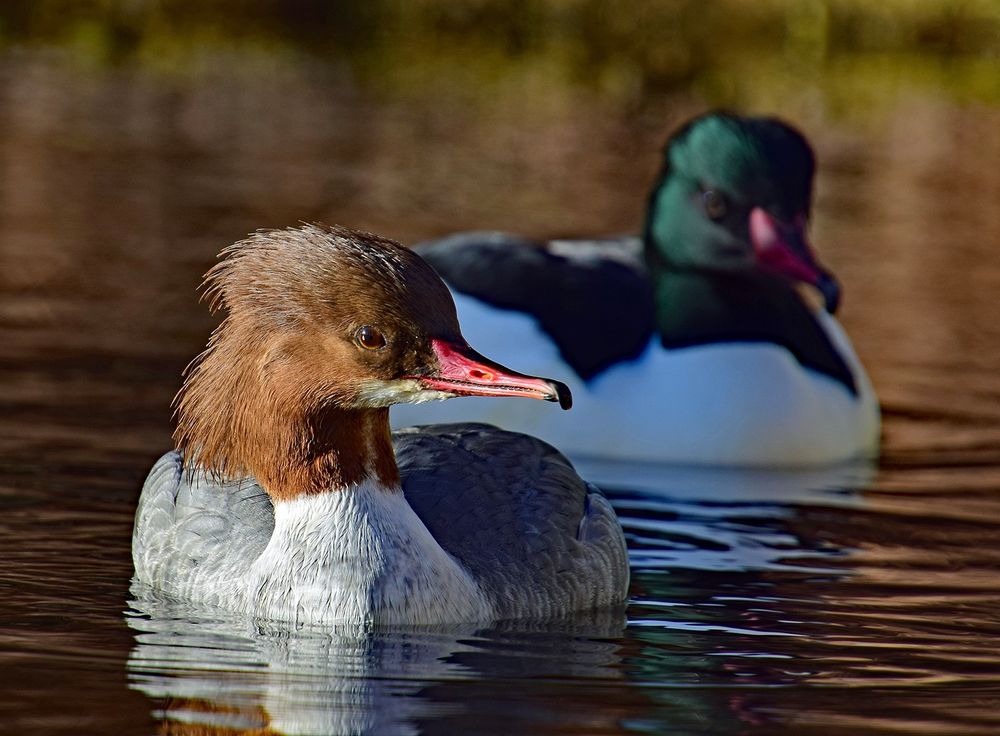 Gänsesäger Bilder: Zeichnen mit Spaß und Fantasie!