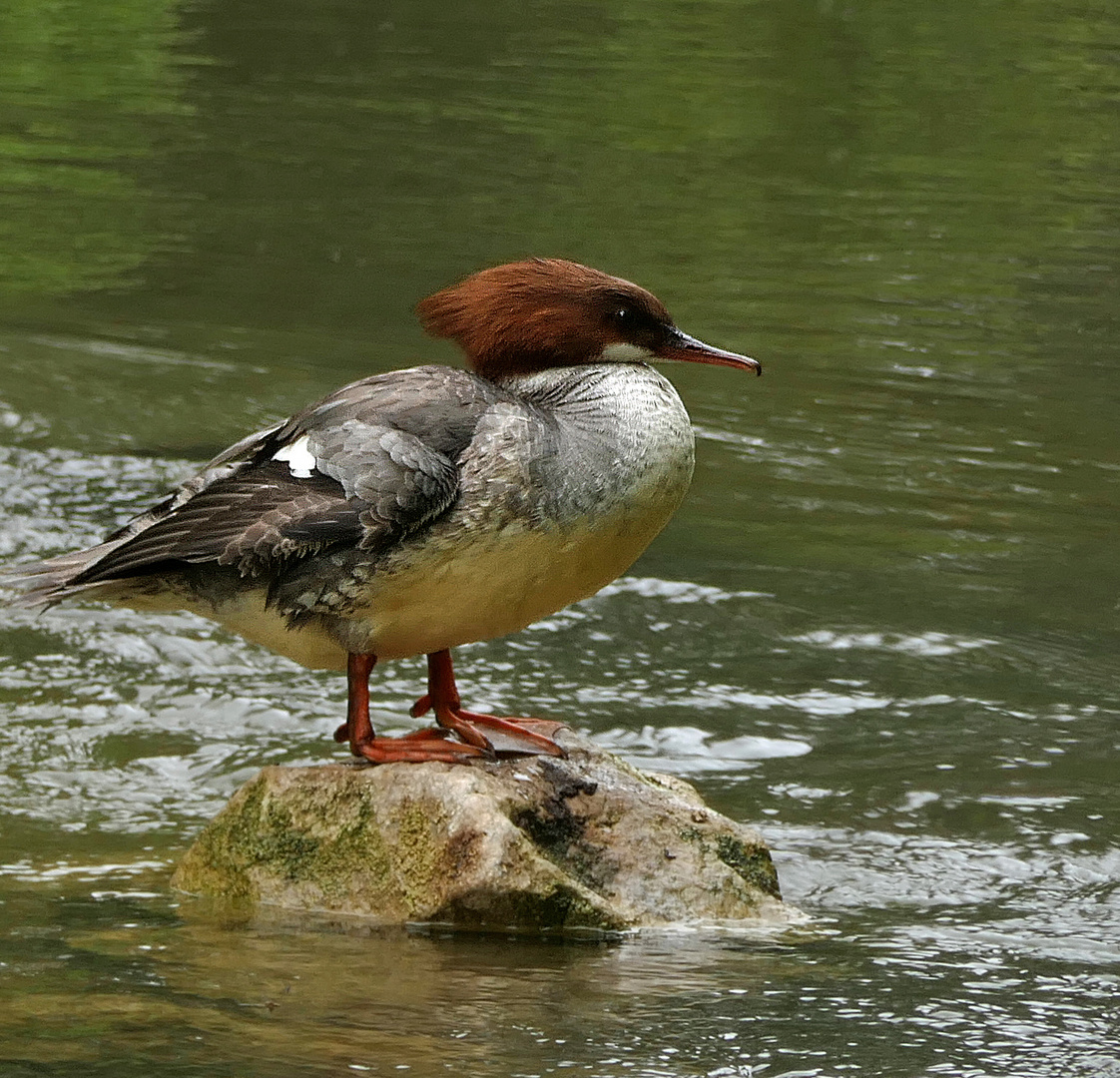 Gänsesäger 