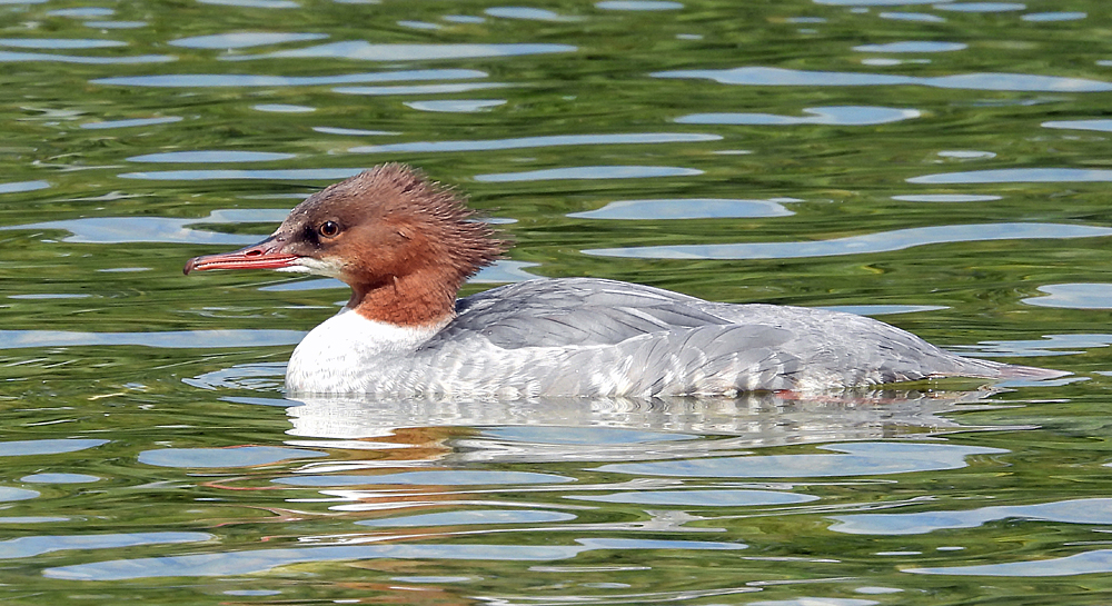 Gänsesäger