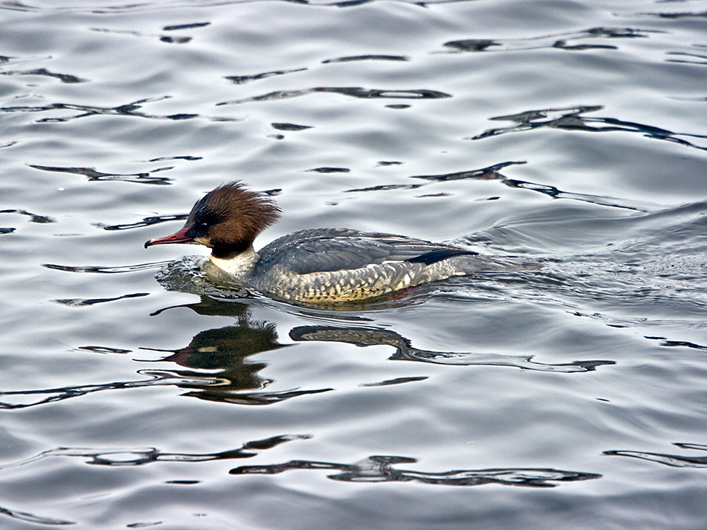 Gänsesäger