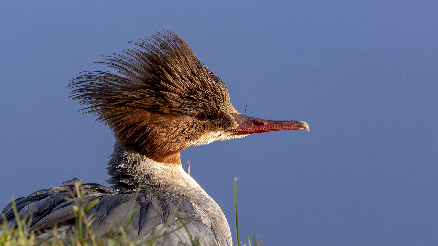 Gänsesäger