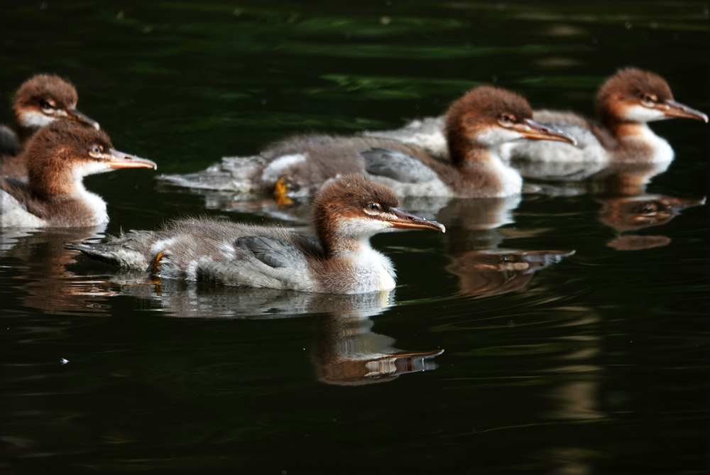 Gänsesäger