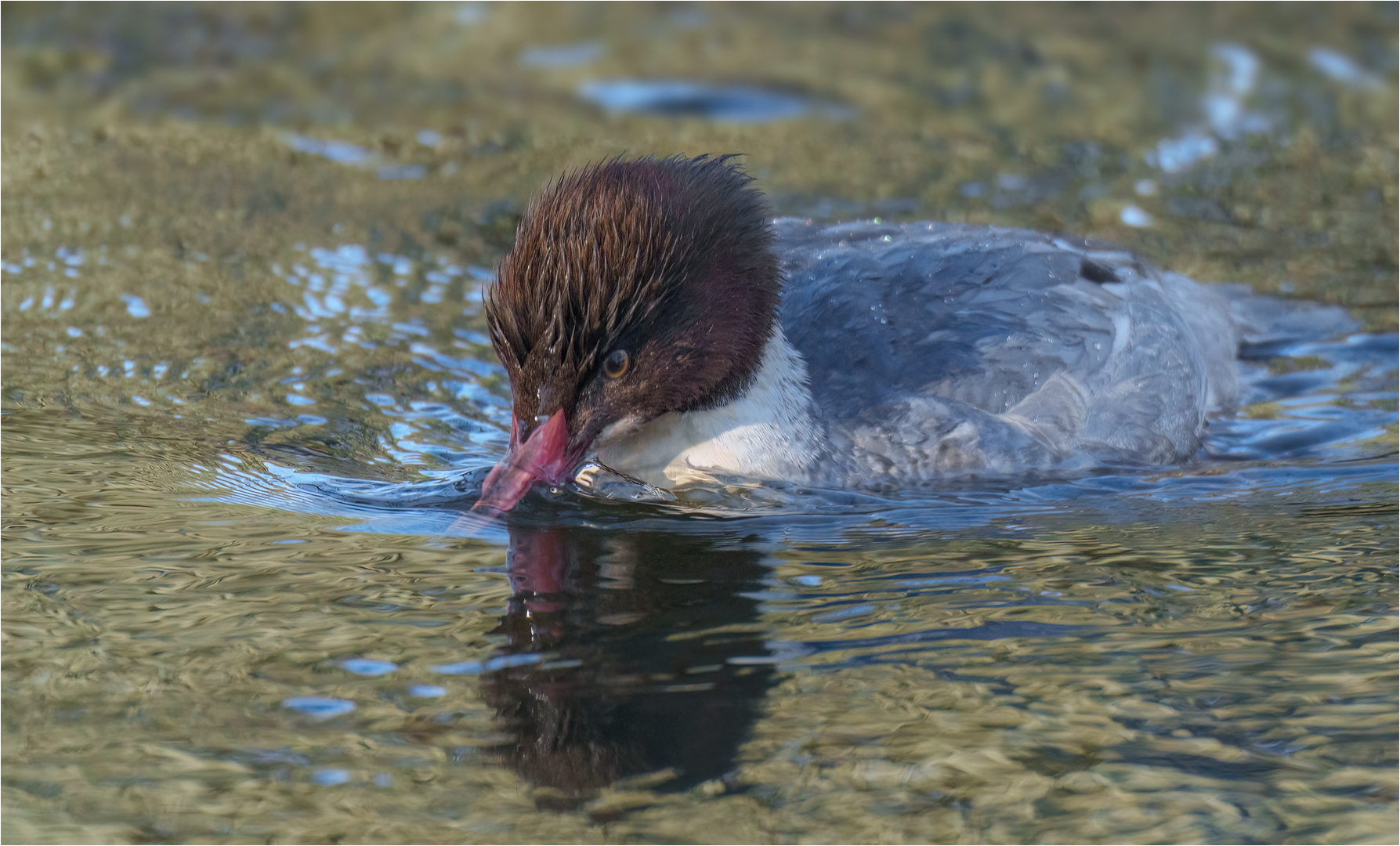 Gänsesäger