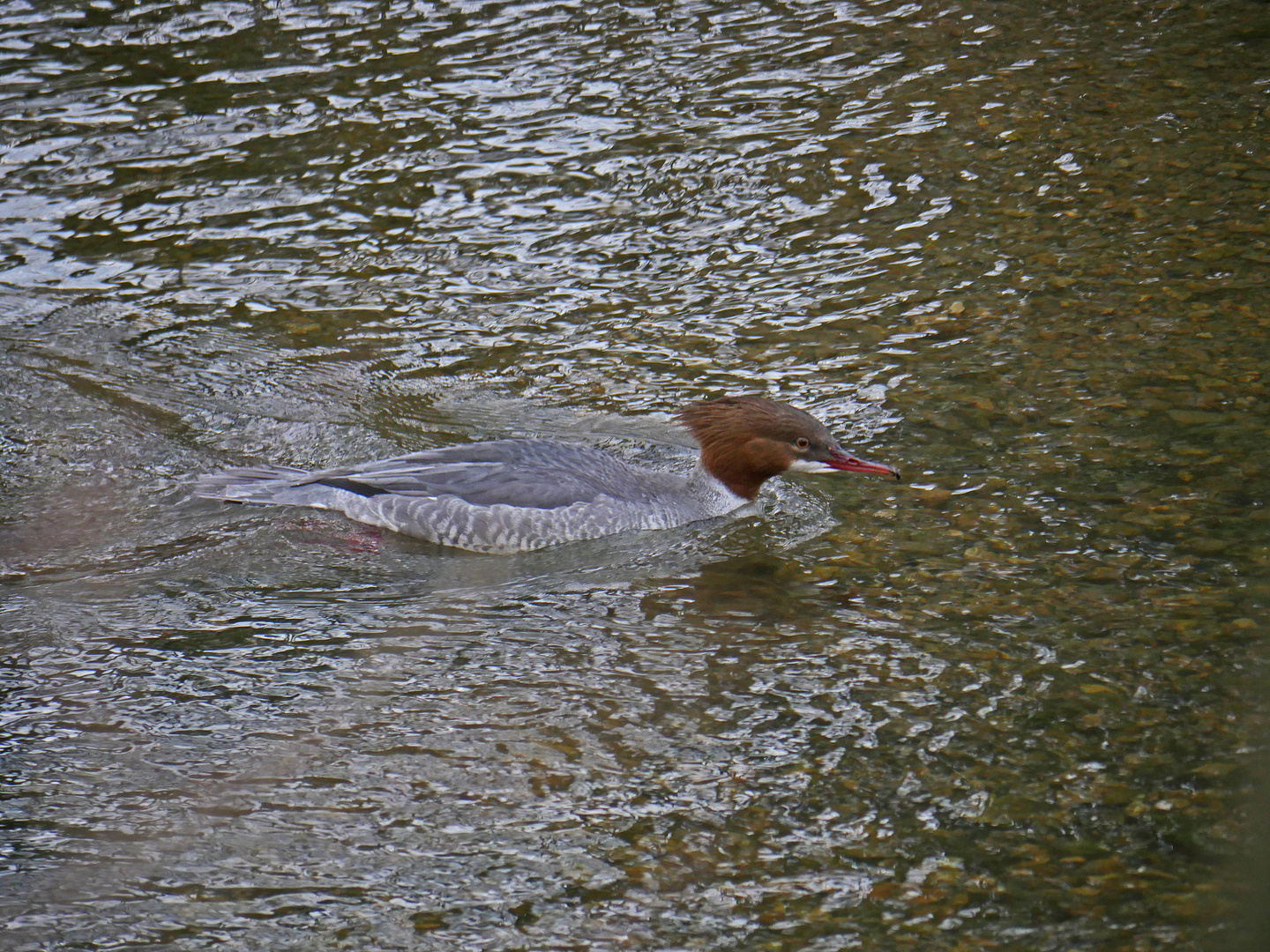 Gänsesäger