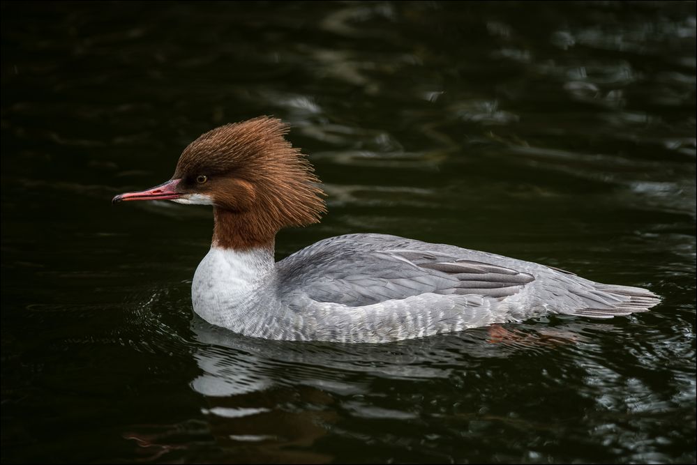 Gänsesäger