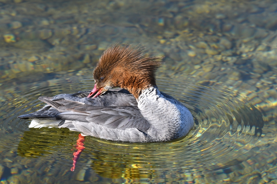 Gänsesäger