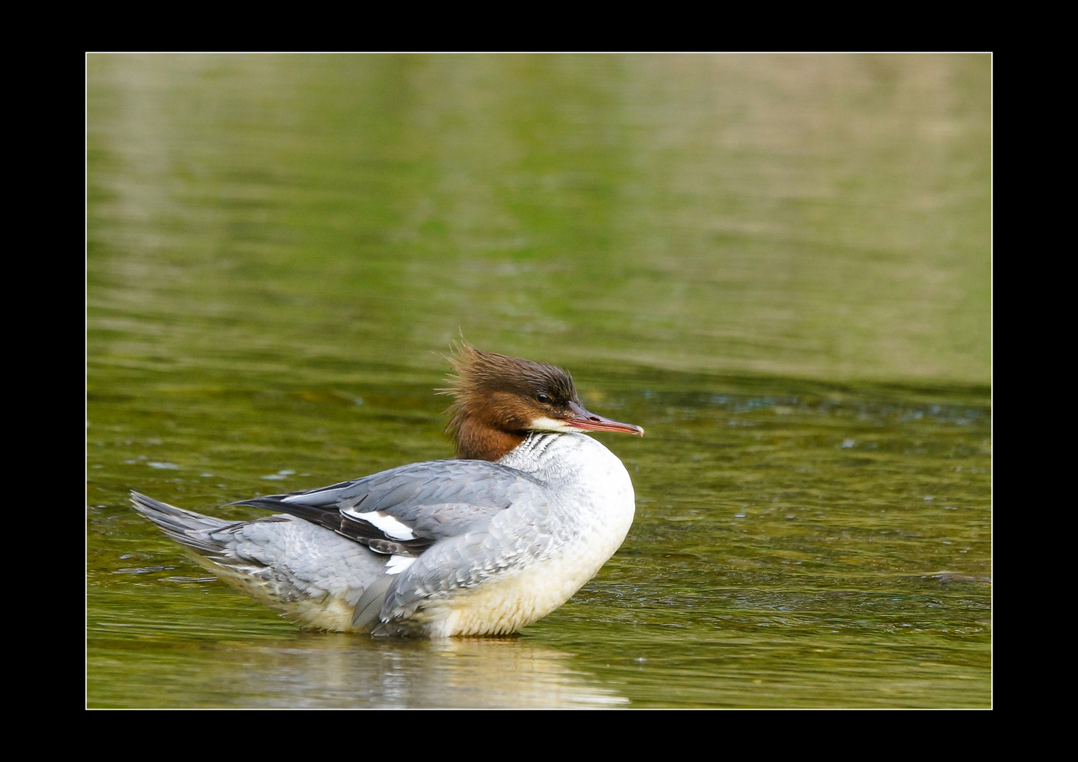 Gänsesäger