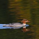 Gänsesäger