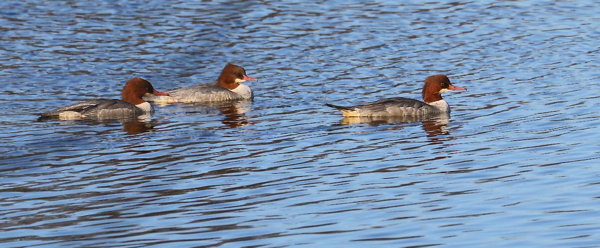 Gänsesäger am Altmühlsee / Vogelinsel