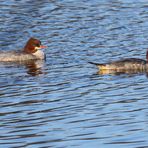 Gänsesäger am Altmühlsee / Vogelinsel